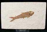 Bargain Knightia Fossil Fish - Wyoming #15630-1